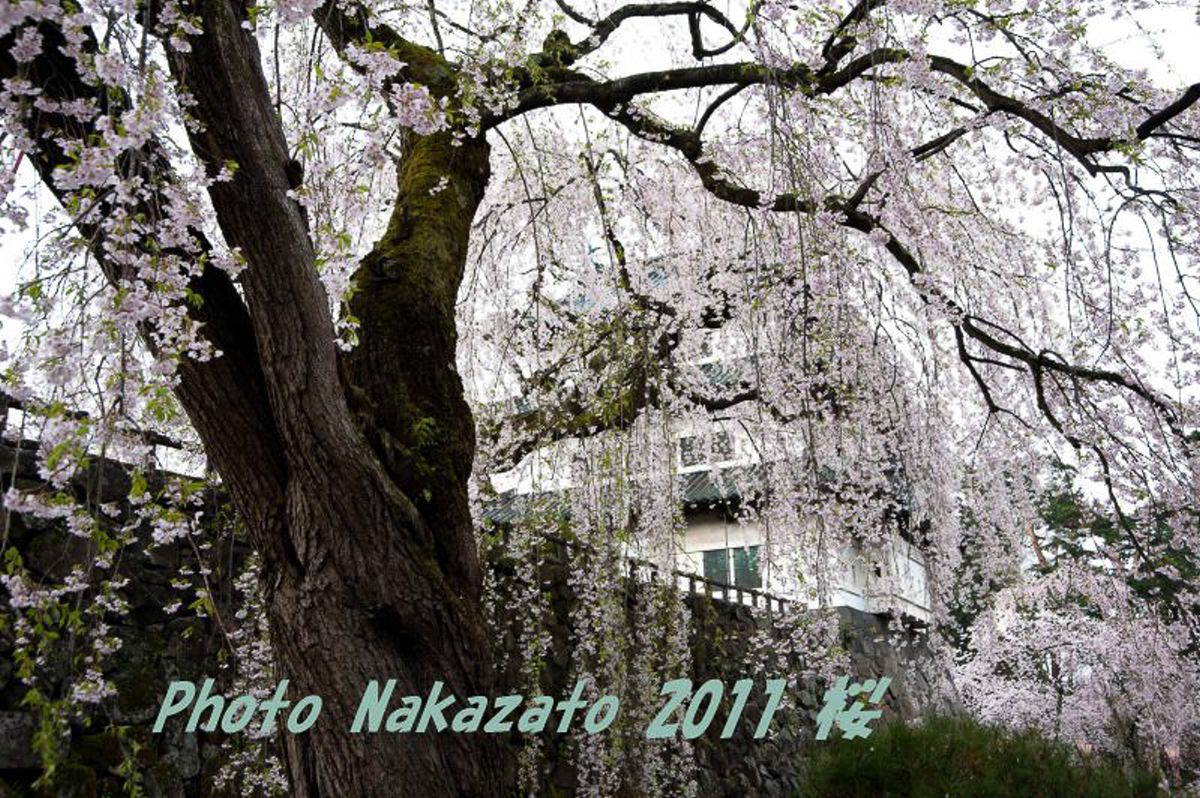 弘前城の桜